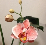 №5. Орхидея из полимерной глины.
