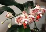 №3. Орхидея из полимерной глины.