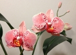 №2. Орхидея из полимерной глины.