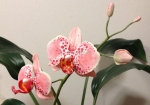 №2. Орхидея из полимерной глины.
