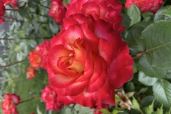 Фото 17.06.2022, 12 41 35