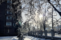 лід_дерева