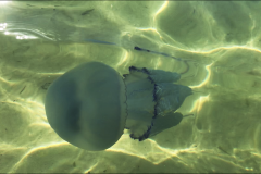2019-06-27 12.56.21_3